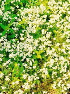 〇〇の２５か条